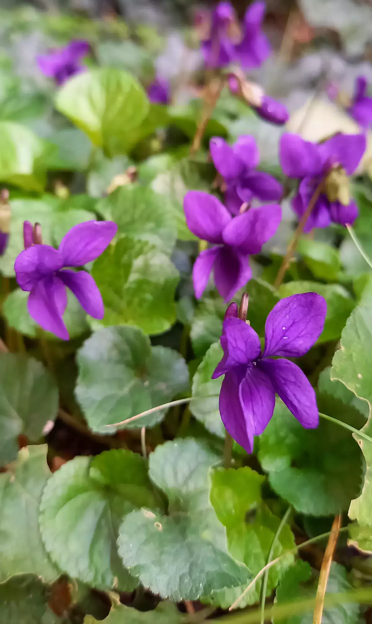 Archives d'entreprise : violettes de Toulouse sauvages